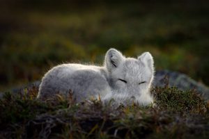 Sleeping Arctic Fox