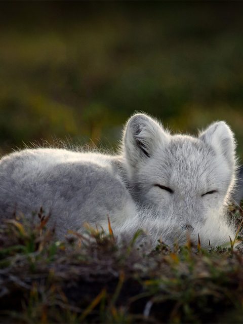 Sleeping Arctic Fox – Bing Wallpaper Download