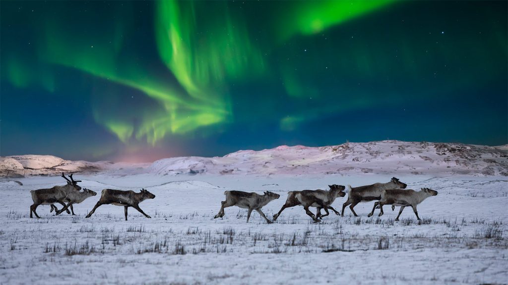 Wild Reindeer