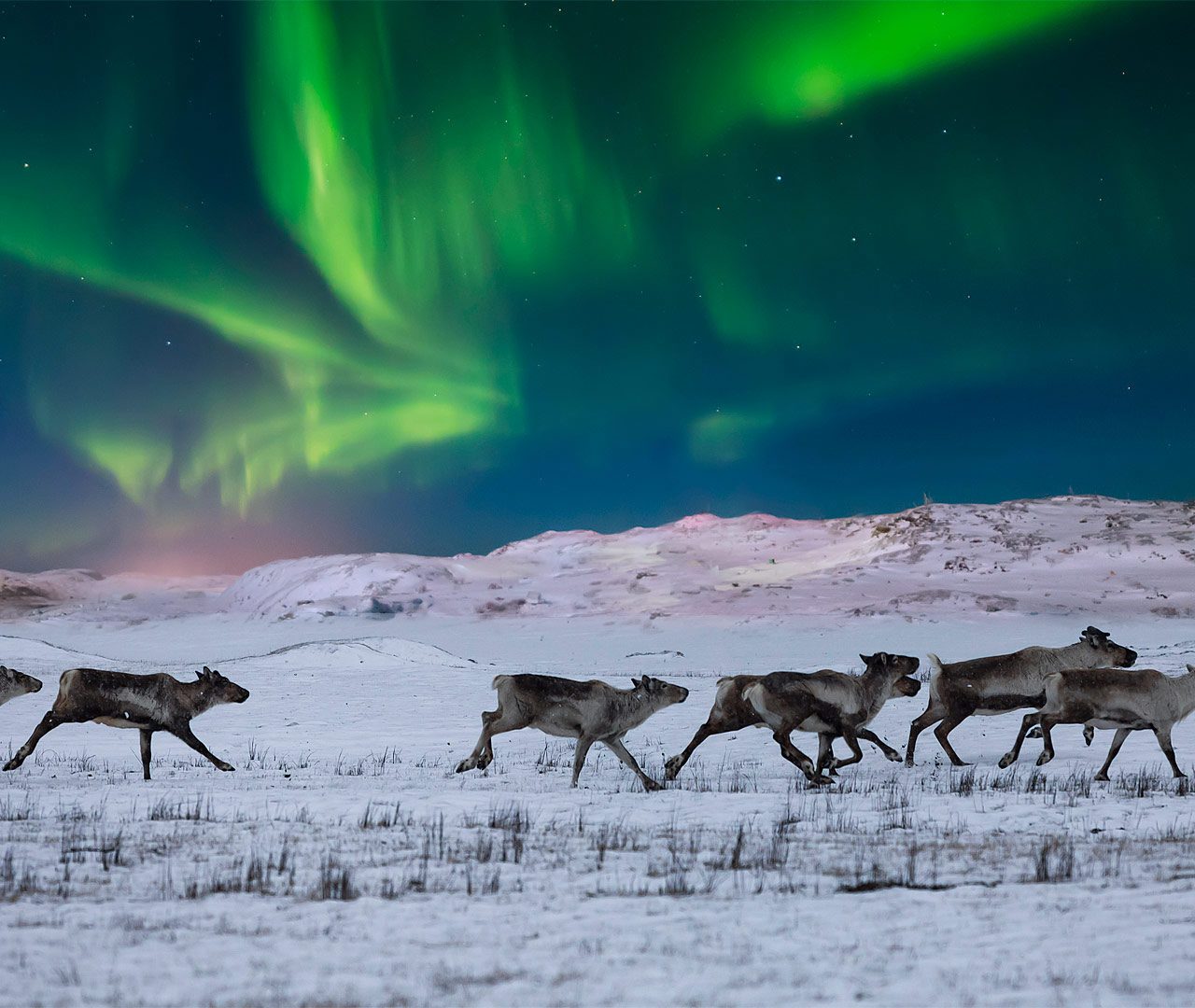 Зона тундры расположена на севере россии. Северное сияние саамы. Северное сияние в тундре. Северные олени Северное сияние якуты.