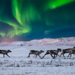 Wild Reindeer