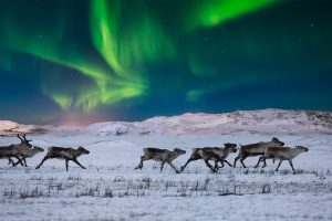 Wild Reindeer