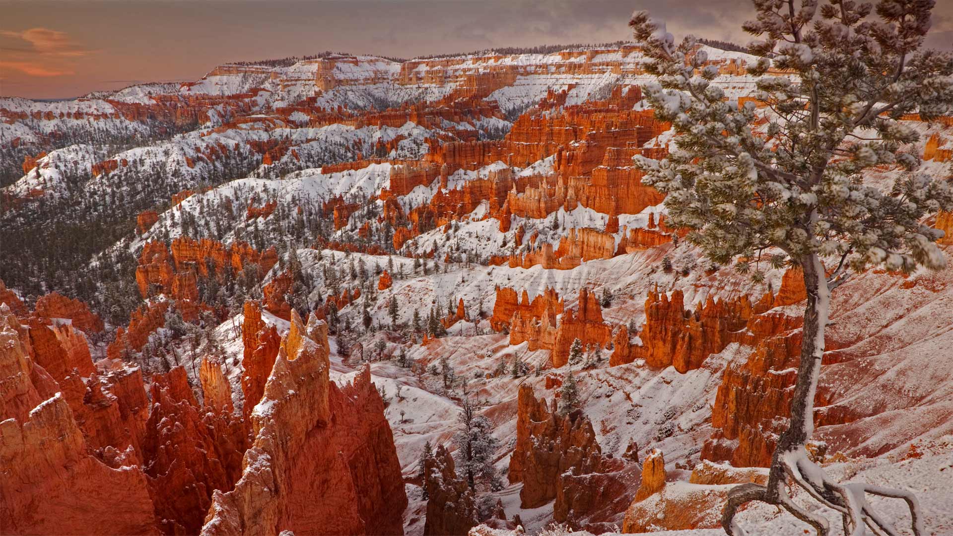 Winter Bryce