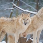 Arctic Wolf