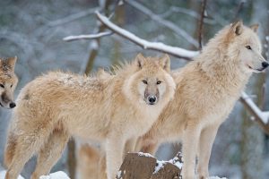 Arctic Wolf