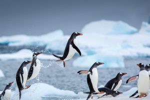 Gentoo Leap