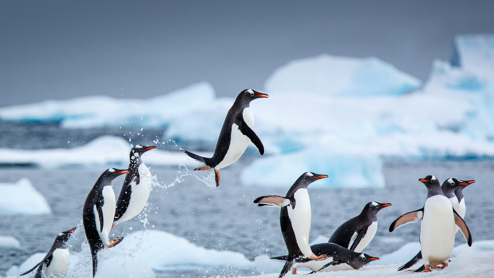 Gentoo Leap