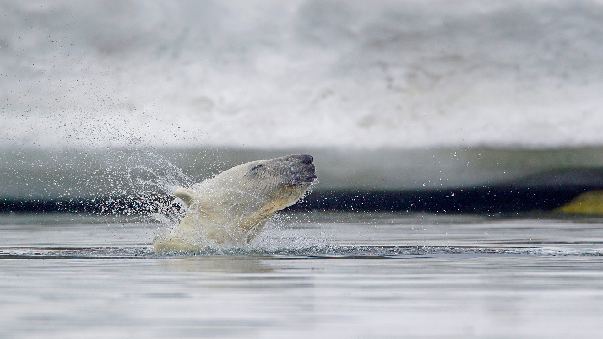 Loony Dook