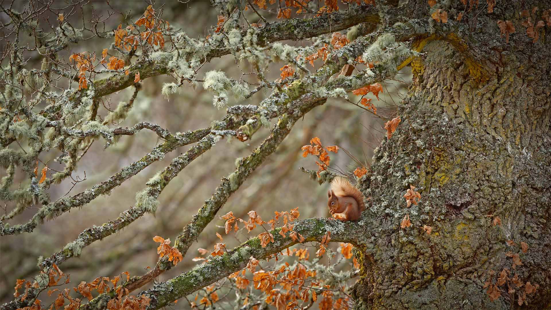 RS Oak Tree