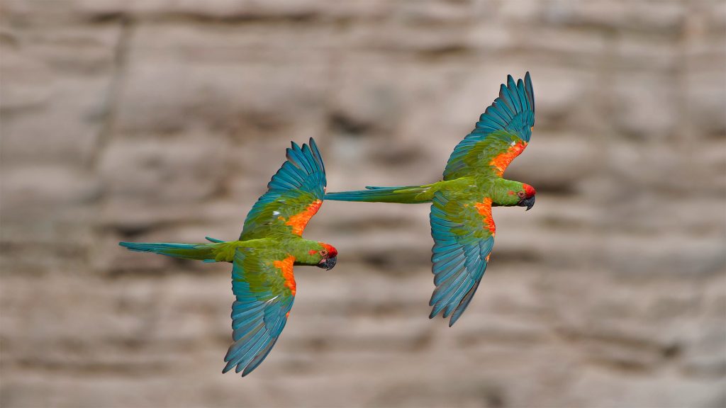 Red Front Macaw