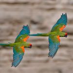 Red Front Macaw