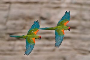 Red Front Macaw