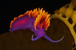 Spanish Sea Slug