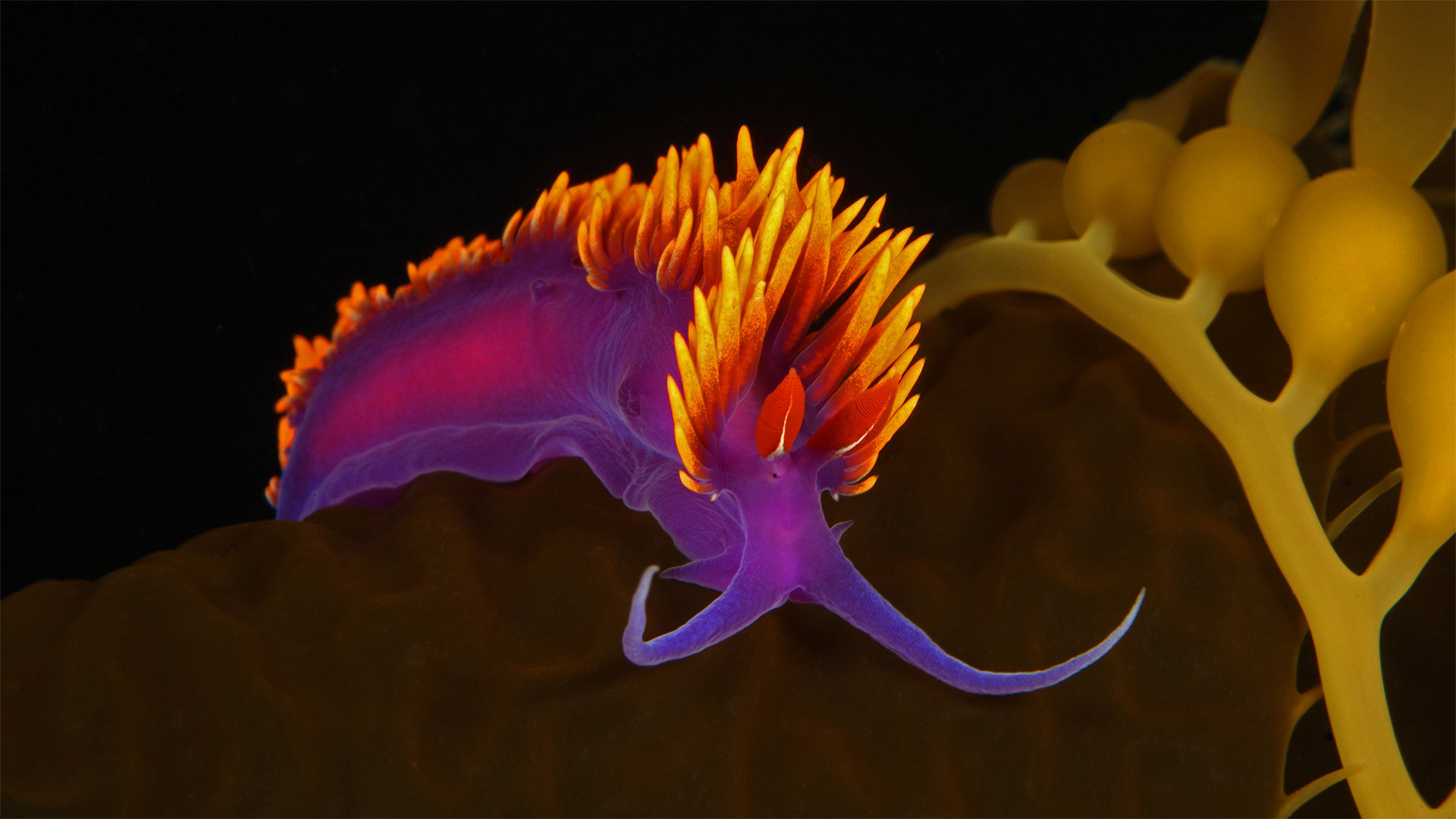 Spanish Sea Slug