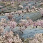 Almonds Almeria