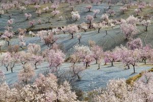 Almonds Almeria