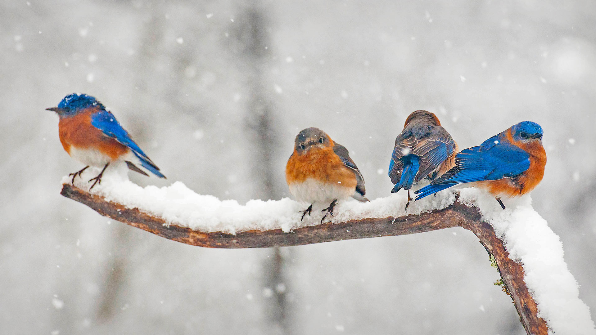 Bluebirds Eastern