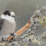 Canada Jay Snow