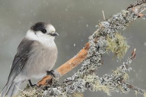 Canada Jay Snow