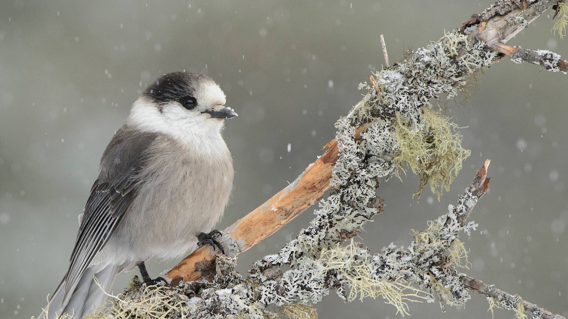 Canada Jay Snow