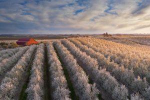 Central Cali Blossoms