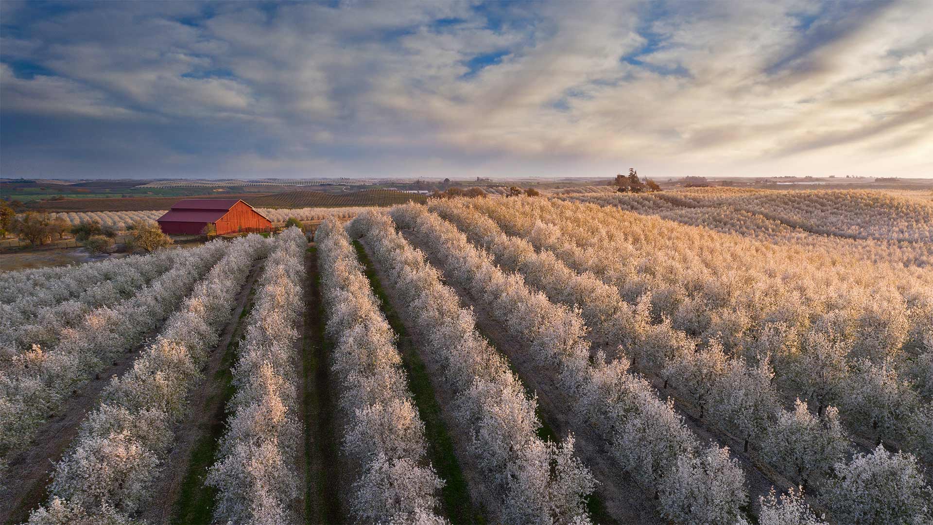 Central Cali Blossoms