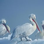 Dalmatian Pelicans