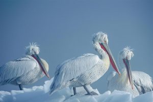 Dalmatian Pelicans