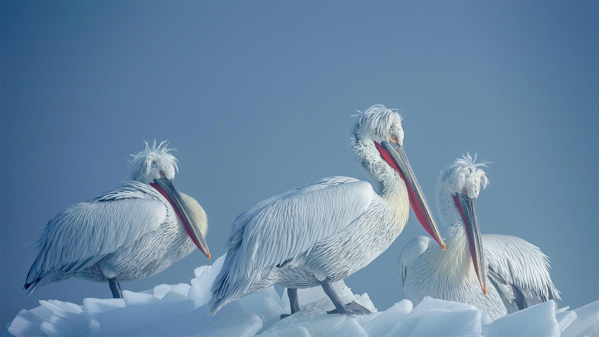 Dalmatian Pelicans