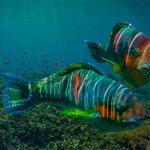 Parrotfish