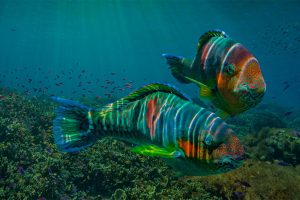 Parrotfish