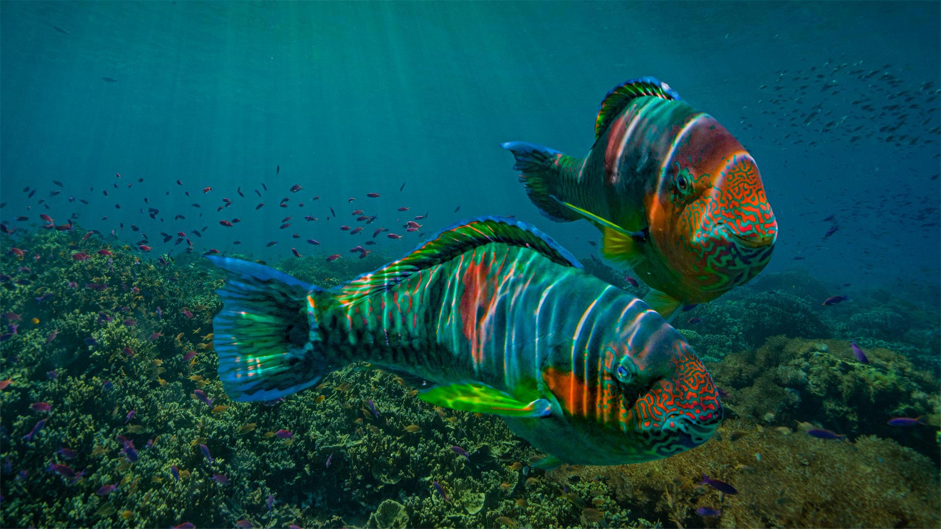 Parrotfish