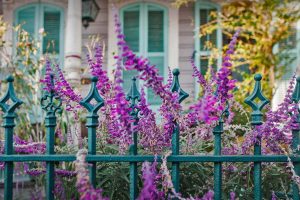 Purple Flowers