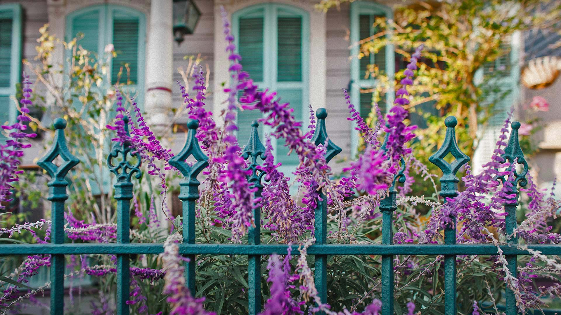 Purple Flowers – Bing Wallpaper Download