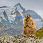 Rainbow Marmot