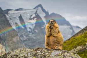 Rainbow Marmot