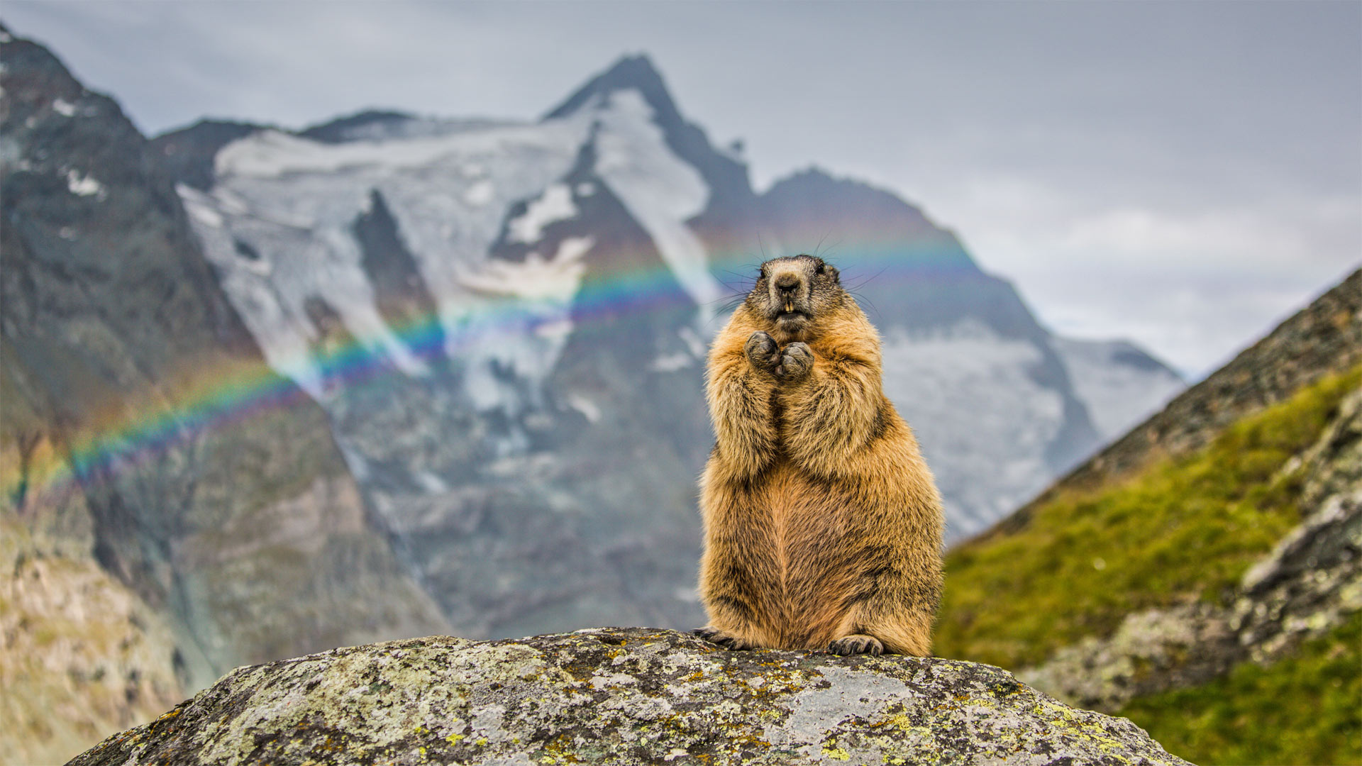 Rainbow Marmot