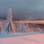 Snowy Trees