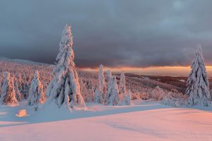 Snowy Trees