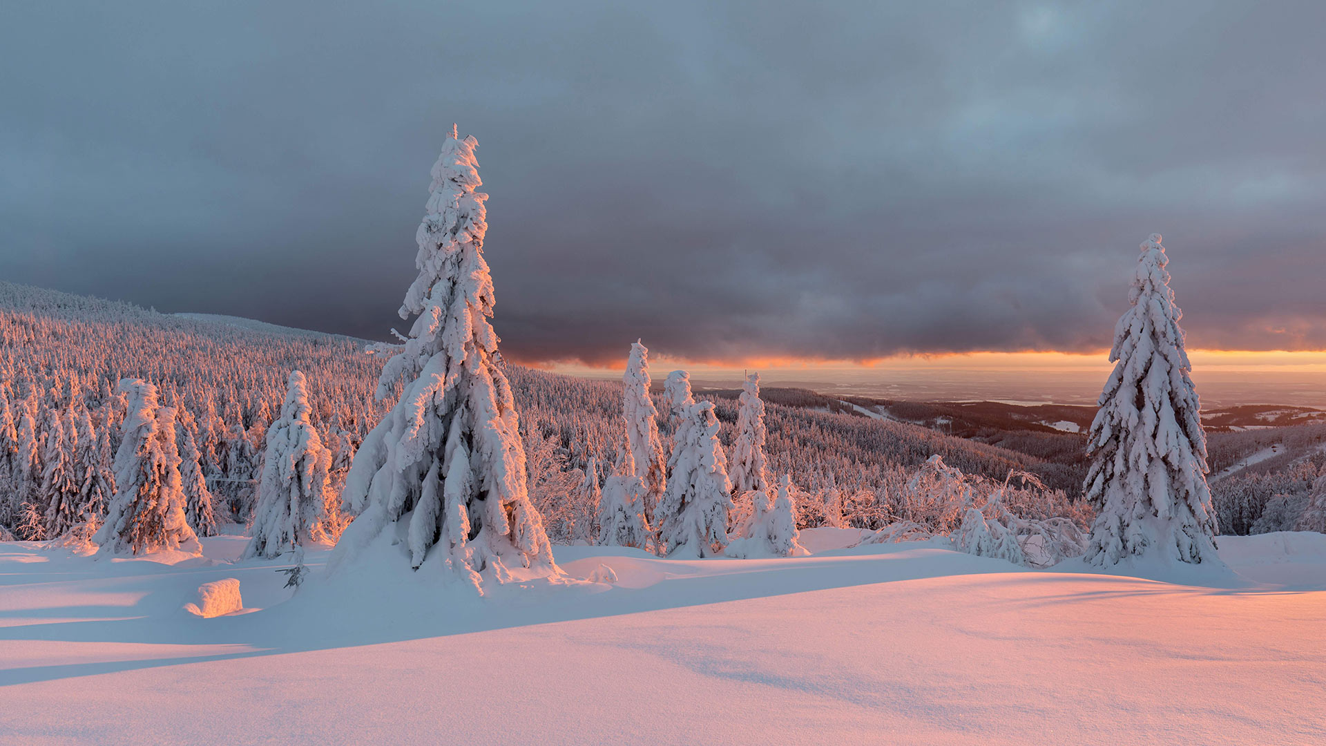 Snowy Trees