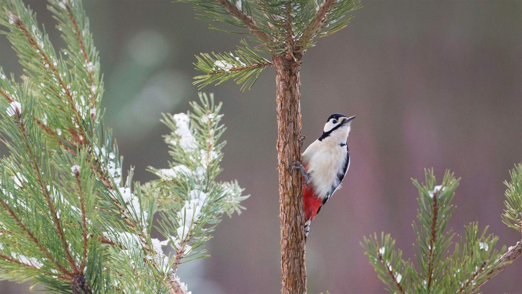 Spotted Woodpecker