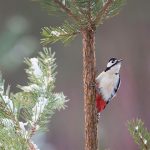 Spotted Woodpecker