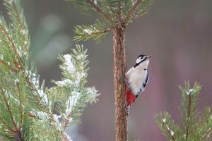 Spotted Woodpecker