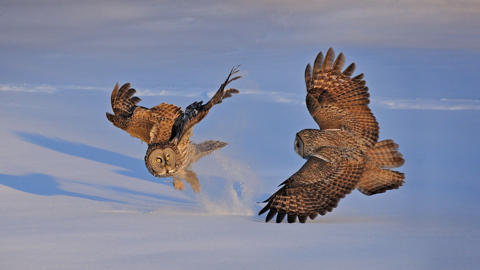 Superb Owl