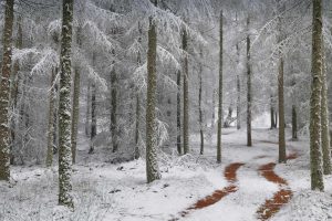 Vosges Bio Reserve