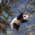 Bifengxia Panda