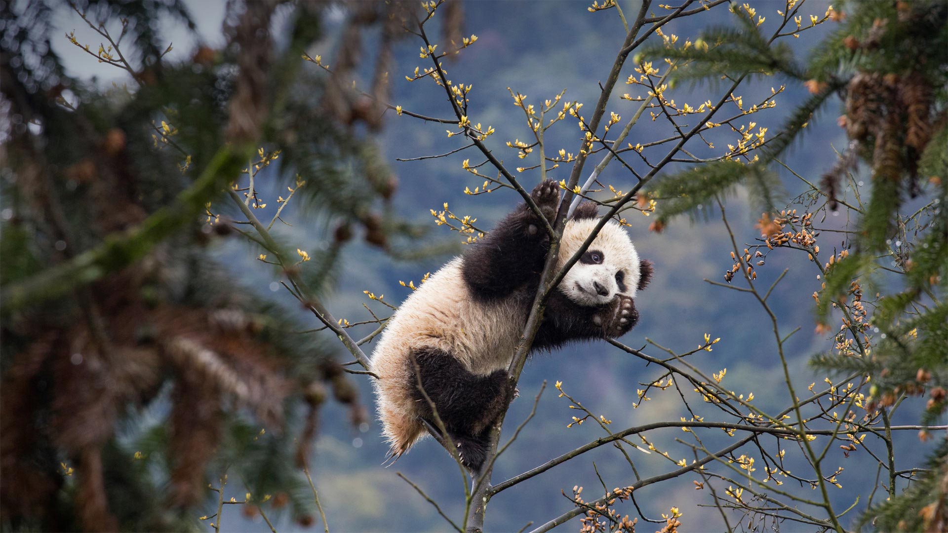 Bifengxia Panda