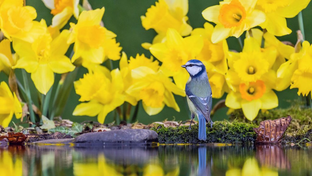 Blue Tit Daffs