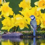 Blue Tit Daffs