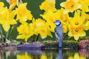 Blue Tit Daffs